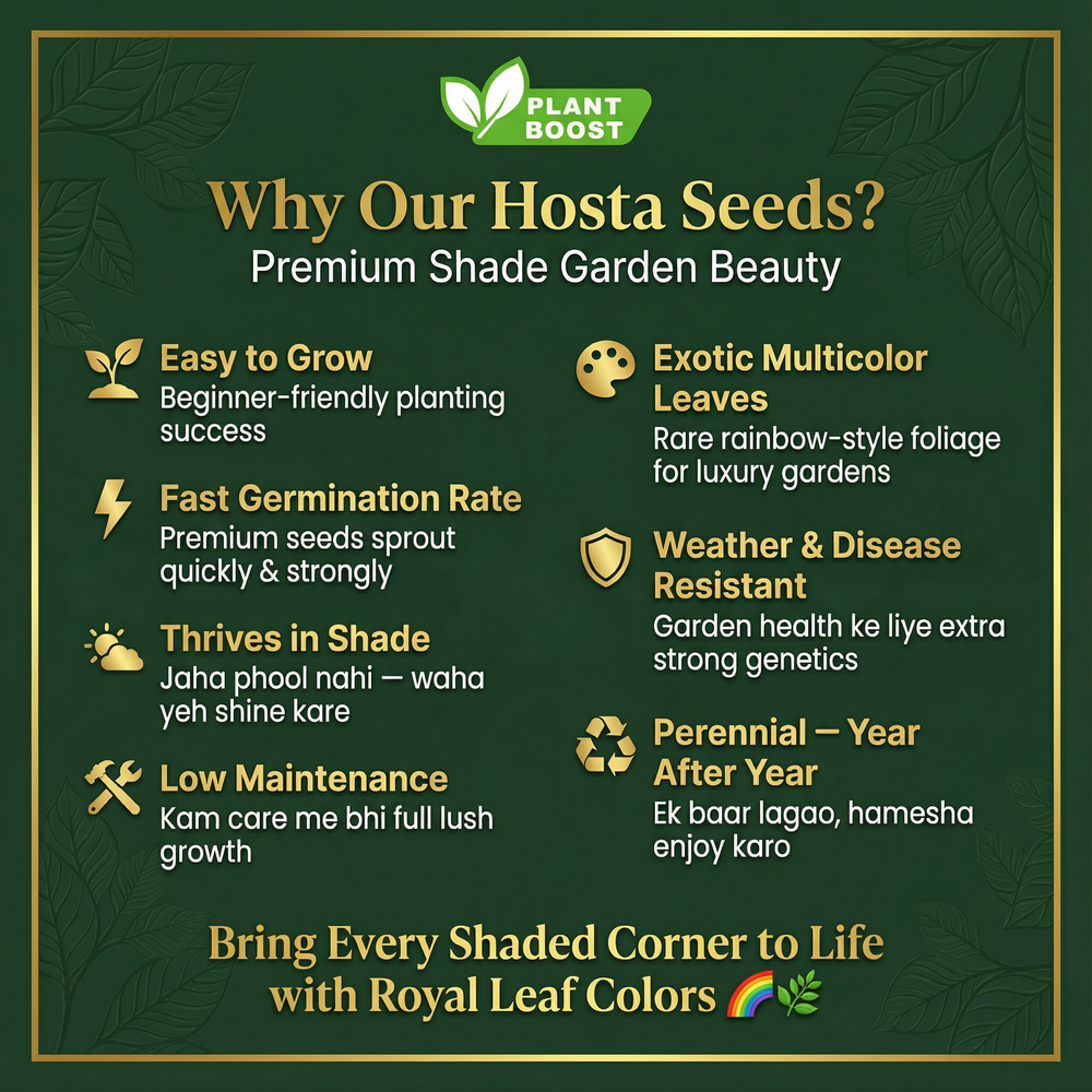 💥LAST DAY SALE 50%OFF💥🌿Premium Rare Hosta Seeds